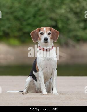 Ritratto di un cane beagle all'aperto in estate. Foto Stock