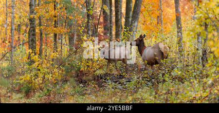 Mucca e vitello nella zona del lago Clam nel Wisconsin settentrionale. Foto Stock