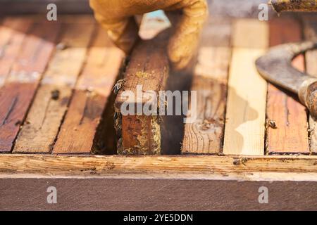 Una persona sta lavorando su una struttura di legno con un alveare. La persona indossa i guanti e utilizza uno strumento per rimuovere le api dall'alveare. Concetto o Foto Stock