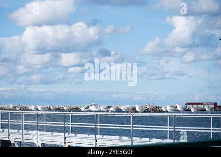 Numerosi gabbiani riposano su un molo di legno mentre godono della vista del tranquillo porto. Il cielo è pieno di soffici nuvole, creando un pittoresco lungomare Foto Stock