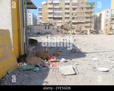 Beirut, Libano. 29 ottobre 2024. I gatti si soffermano sulle rovine di un edificio distrutto da uno sciopero israeliano a Haret Hreik, Dahiyeh (sobborghi meridionali di Beirut), Libano, ottobre 29 2024. (Foto di Elisa Gestri/Sipa USA) credito: SIPA USA/Alamy Live News Foto Stock