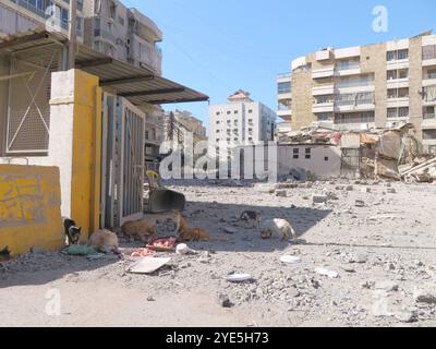 Beirut, Libano. 29 ottobre 2024. I gatti si soffermano sulle rovine di un edificio distrutto da uno sciopero israeliano a Haret Hreik, Dahiyeh (sobborghi meridionali di Beirut), Libano, ottobre 29 2024. (Foto di Elisa Gestri/Sipa USA) credito: SIPA USA/Alamy Live News Foto Stock