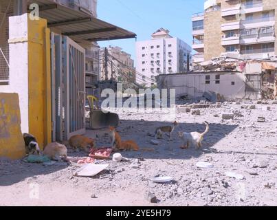 Beirut, Libano. 29 ottobre 2024. I gatti si soffermano sulle rovine di un edificio distrutto da uno sciopero israeliano a Haret Hreik, Dahiyeh (sobborghi meridionali di Beirut), Libano, ottobre 29 2024. (Foto di Elisa Gestri/Sipa USA) credito: SIPA USA/Alamy Live News Foto Stock