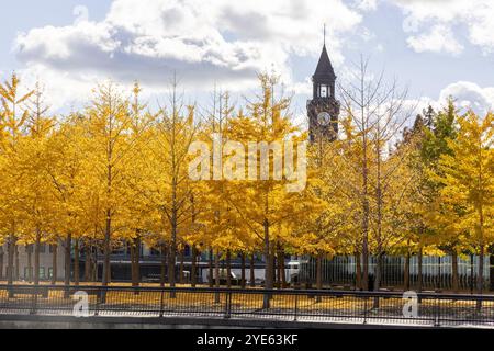 Splendido paesaggio autunnale caratterizzato da vivaci alberi gialli sullo sfondo di un cielo azzurro nuvoloso con un mucchio di nuvole bianche. L'iconica torre dell'orologio st Foto Stock