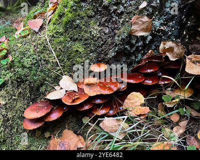 molti funghi sul tronco di una betulla, in autunno Foto Stock