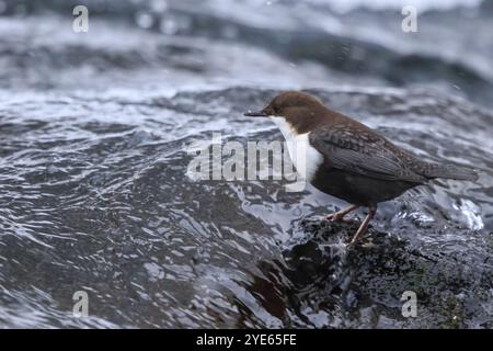 Il cucchiaio dalla gola bianca (Cinclus cinclus) in piedi su una pietra in un fiume che scorre rapidamente, in inverno, con neve leggermente cadente. Finlandia. Primo piano Foto Stock
