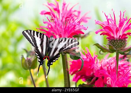 Macro di una zebra di coda ronda (Eurytides marcellus) che poggia su una fioritura di balsamo per api Foto Stock