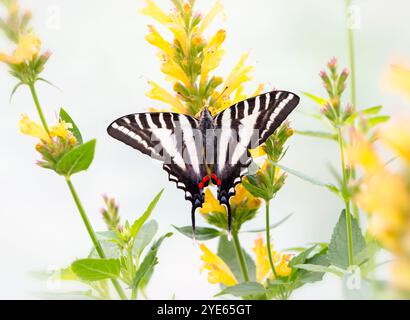 Macro di una zebra di coda di rondine (Eurytides marcellus) che poggia su un fiore di salvia giallo Foto Stock