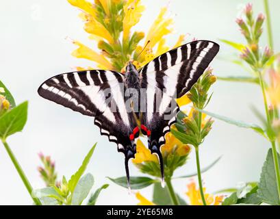 Macro di una zebra di coda di rondine (Eurytides marcellus) che poggia su un fiore di salvia giallo Foto Stock