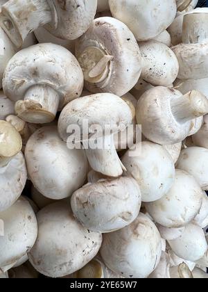 Storia dei Champignons. Fondo di funghi, funghi sul mercato. Foto Stock