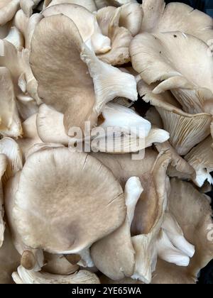 Sfondo fungo. Pleurotus ostreatus, funghi del mercato. Foto Stock