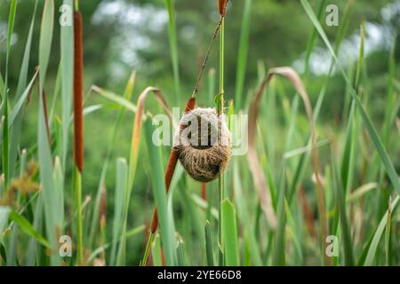 Il nido di una tessitrice a becco grosso (Amblyospiza albifrons) Foto Stock