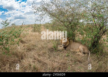 Un leone completamente cresciuto che riposa sotto un breve cespuglio in un giorno parzialmente nuvoloso dopo un pasto alla riserva nazionale Masai Mara, Kenya Foto Stock