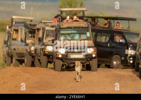 Un ghepardo maschio adulto cammina su una pista di un murram con veicoli contenenti turisti in possesso di telefoni cellulari lo segue da vicino a Masai Mara, Kenya Foto Stock