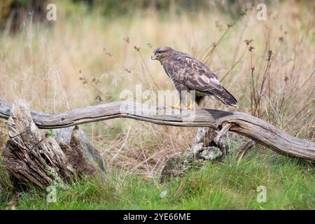 Buzzardo comune (Buteo buteo) arroccato su un ramo morto caduto Foto Stock