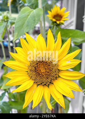 Un primo piano della testa di un girasole. Un fiore da cortile preferito per crescere in un giardino. Foto Stock