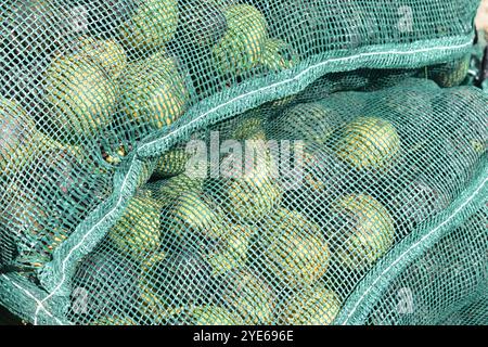 Un primo piano di noci nere insaccate, Juglans Nigra, raccolte nell'autunno dell'anno, pronte per la vendita o per lo scafo e la raccolta per un trattamento sano e biologico. Foto Stock