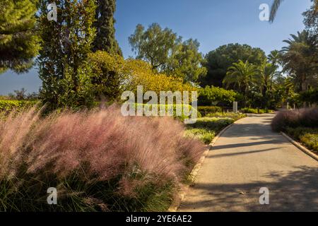 Zichron Yaakov, Israele - 22 ottobre 2024, il parco Ramat Hanadiv, sentiero con palme, cespugli e Muhlenbergia capillaris nei Giardini commemorativi di Foto Stock