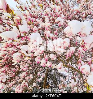 piattino magnolia (magnolia x soulangiana, Magnolia soulangiana, Magnolia x soulangeana, Magnolia soulangeana), fioritura nella neve, danni al flo Foto Stock