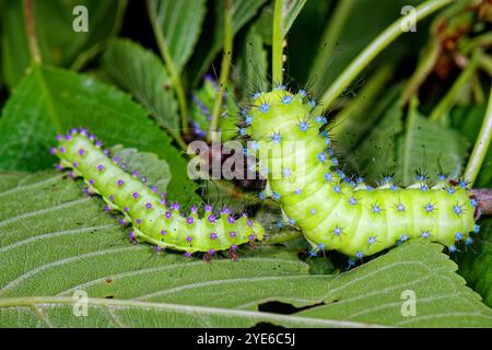 Grande Imperatore Moth, Giant Peacock Moth, Great Peacock Moth, Giant Emperor Moth, Viennese Emperor (Saturnia pyri), L4-caterpillar con tubercolole viola Foto Stock