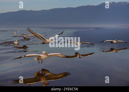 Pellicano dalmata (Pelecanus crispus), truppa in volo sul lago, Grecia, lago Kerkini Foto Stock