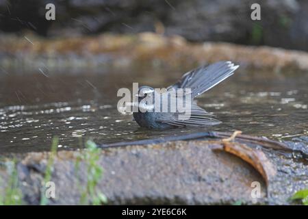 Coda di fanale dalla gola bianca (Rhipidura albicollis), in bagno, Cina, Yunnan, montagna Gaoligongshan Foto Stock