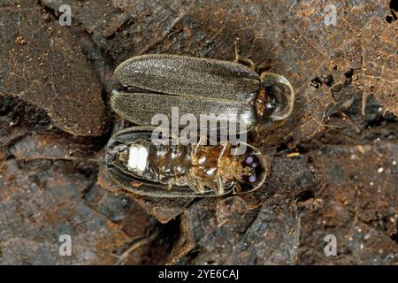 Piccolo scarabeo fulminante (Lamprohiza splendidula, Phausis splendidula), due maschi su foglie cadute, lato superiore e inferiore con fotoforo, Germania, Bavari Foto Stock