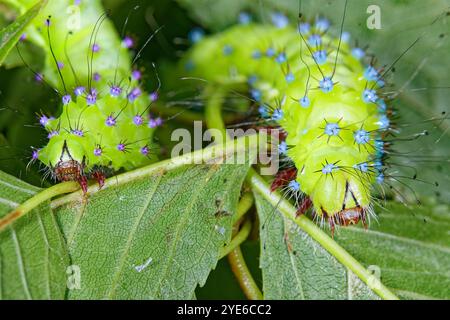 Grande Imperatore Moth, Giant Peacock Moth, Great Peacock Moth, Giant Emperor Moth, Viennese Emperor (Saturnia pyri), L4-caterpillar con tubercolole viola Foto Stock