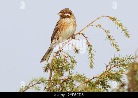 Cucito di pini (Emberiza leucocephalos), maschio appollaiato su un arbusto, Italia, Toscana Foto Stock