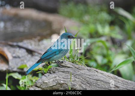 Verditer flycatcher (Eumyias thalassinus), uomo seduto su un ramo, Cina, Yunnan, montagna Gaoligongshan Foto Stock