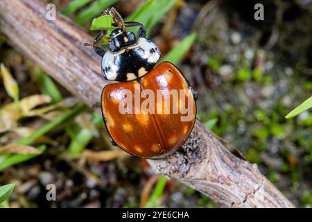 Uccello coccinello con gli occhi, scarabeo di uccello coccinello (Anatis ocellata), seduto su uno stelo di pianta, vista dorsale, Germania Foto Stock