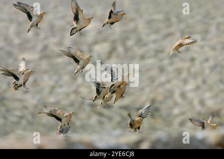 Grotta di sabbia maculata (Pterocles senegallus), gregge di sbarco, vista laterale, Egitto Foto Stock