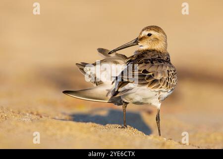 Dunlin (Calidris alpina), Dunlin immaturo si erge sulla spiaggia e sulla preparazione, Italia, Toscana, Viareggio Foto Stock