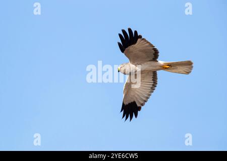 Hen harrier (Circus cyaneus), uomo in volo, Grecia Foto Stock