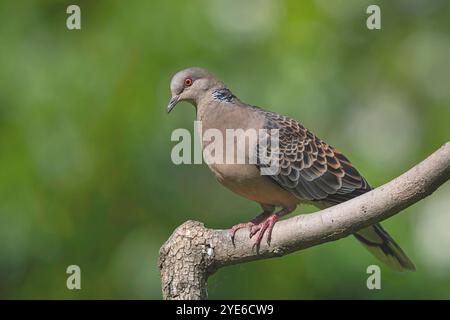 Tortora occidentale (Streptopelia orientalis meena, Streptopelia meena), seduta su un ramo, Cina, Sichuan Foto Stock