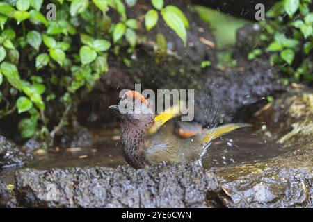 Laughingthrush (Trochalopteron erythrocephalum) coronato da castagne, bagni, Cina, Yunnan, montagna Gaoligongshan Foto Stock