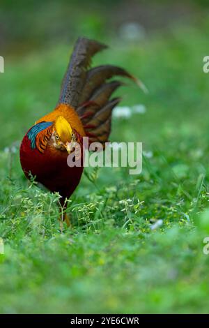 Fagiano d'oro (Chrysolophus pictus), maschio, Cina, Shaanxi Foto Stock