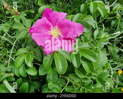Rosa rugosa, Giapponese rosa (Rosa rugosa), fioritura, Germania Foto Stock