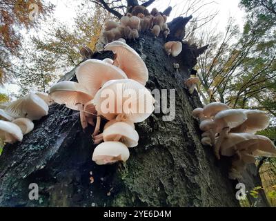 Fungo in porcellana (Oudemansiella mucida, Mucidula mucida), corpi fruttiferi sul tronco di un vecchio faggio, Germania Foto Stock