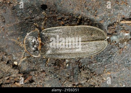 Piccolo scarabeo fulminante (Lamprohiza splendidula, Phausis splendidula), maschio su foglie cadute, vista dorsale, Germania, Baviera, Isental Foto Stock