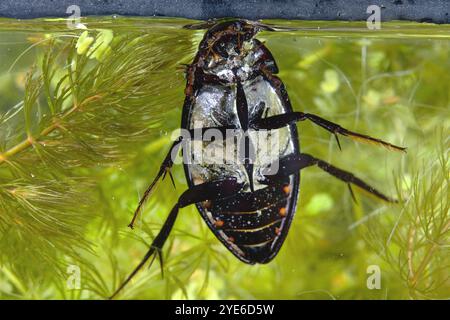 Scarabeo d'argento maggiore, scarabeo d'acqua nero grande, scarabeo d'acqua d'argento grande, scarabeo d'acqua per immersioni (Hydrophilus piceus, Hydrous piceus), sott'acqua, vie Foto Stock