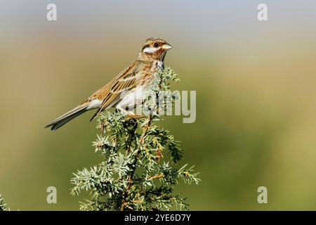 Cucito di pini (Emberiza leucocephalos), arbusto maschile, vista laterale, Italia, Toscana Foto Stock