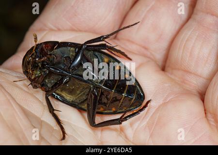 Coleottero d'argento maggiore, coleottero d'acqua nero grande, coleottero d'acqua grande, scarabeo d'acqua per immersioni (Hydrophilus piceus, Hydrous piceus), adagiato sul bac Foto Stock