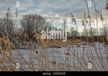 fens in Erdinger Moos in the Snow, riserva naturale di Gfaellach, Germania, Baviera, Oberbayern, alta Baviera, Erding Foto Stock