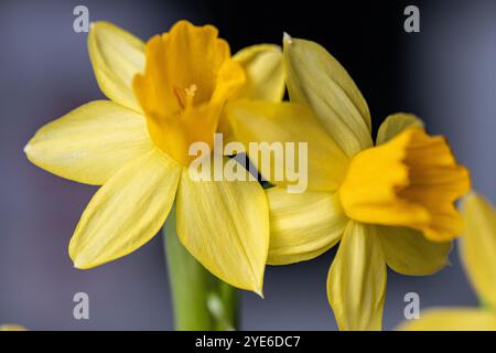 I narcisi gialli brillanti si distinguono splendidamente con i loro petali multipli e le fioriture a forma di tromba, creando un contrasto sorprendente Foto Stock