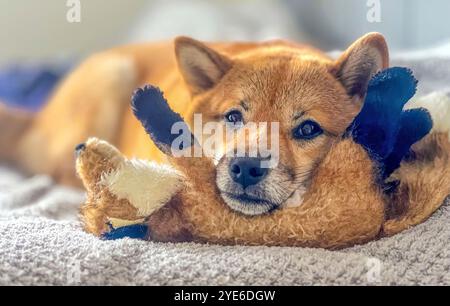 Adorabile cane rosso Shiba Inu che riposa la sua triste testa su un giocattolo mentre è disteso su un letto. Immagine di alta qualità, in cui sono ammessi gli animali domestici, perfetta per progetti emozionanti, casalinghi o lifestyle. Copia spazio. Foto Stock