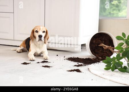 Simpatico cane beagle vicino alla pianta rovesciata e ai sentieri del terreno su tappeto a casa Foto Stock