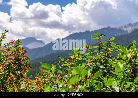 Amur caprifoglio e monti Tianshan sullo sfondo intorno a Tianchi o lago celeste nello Xinjiang, Cina Foto Stock