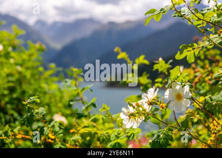 Lago Tianshan Heavenly (Tianshan Tianchi) ai piedi del Monte Bogda dietro i fiori in fiore. Presa a Urumqi, Xinjiang, Cina. Foto Stock