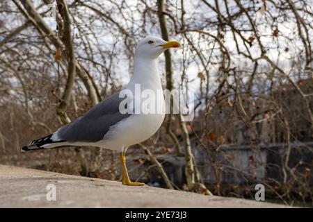 Gabbiano che si trova a Roma Foto Stock